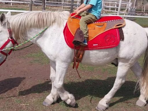 Crimen miserable: faenaron en Río Negro a un caballo que ayudaba a chicos con discapacidades