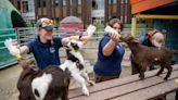 Point Defiance Zoo welcomes the new kids on the block