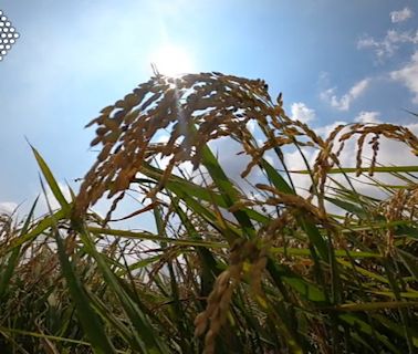 夏天來了！ 「出梅」後恐飆破36度高溫