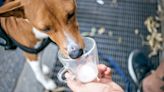 Can Dogs Drink Milk? Here's Why Dairy Might Not Be the Best for Your Doggo