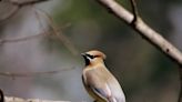 Drunk birds? Wildlife officials share warning to watch out for feathery friends