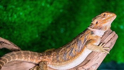 Pet bearded dragons pose salmonella danger, CDC warns