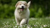 Video of Great Pyrenees 'On the Lookout' for Family at San Diego Shelter Is Heartbreaking