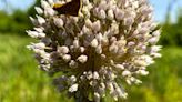 The garlicky roadside plant