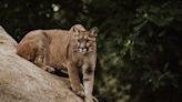 Northern California Homeowner Stunned to Find Mountain Lion Playing with Dog in Yard