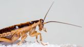 250-Year-Old Mystery Solved: Scientists Unveil Surprising Man-Made Origins of the German Cockroach