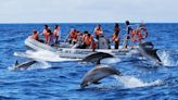 Ballenas, osos, linces: Los proyectos europeos de recuperación de la naturaleza permiten a los turistas disfrutar de la vida salvaje de forma responsable