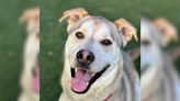 Sacramento SPCA Pet Of The Week: Max! | NewsRadio KFBK | Sacramento SPCA Pet of the Week