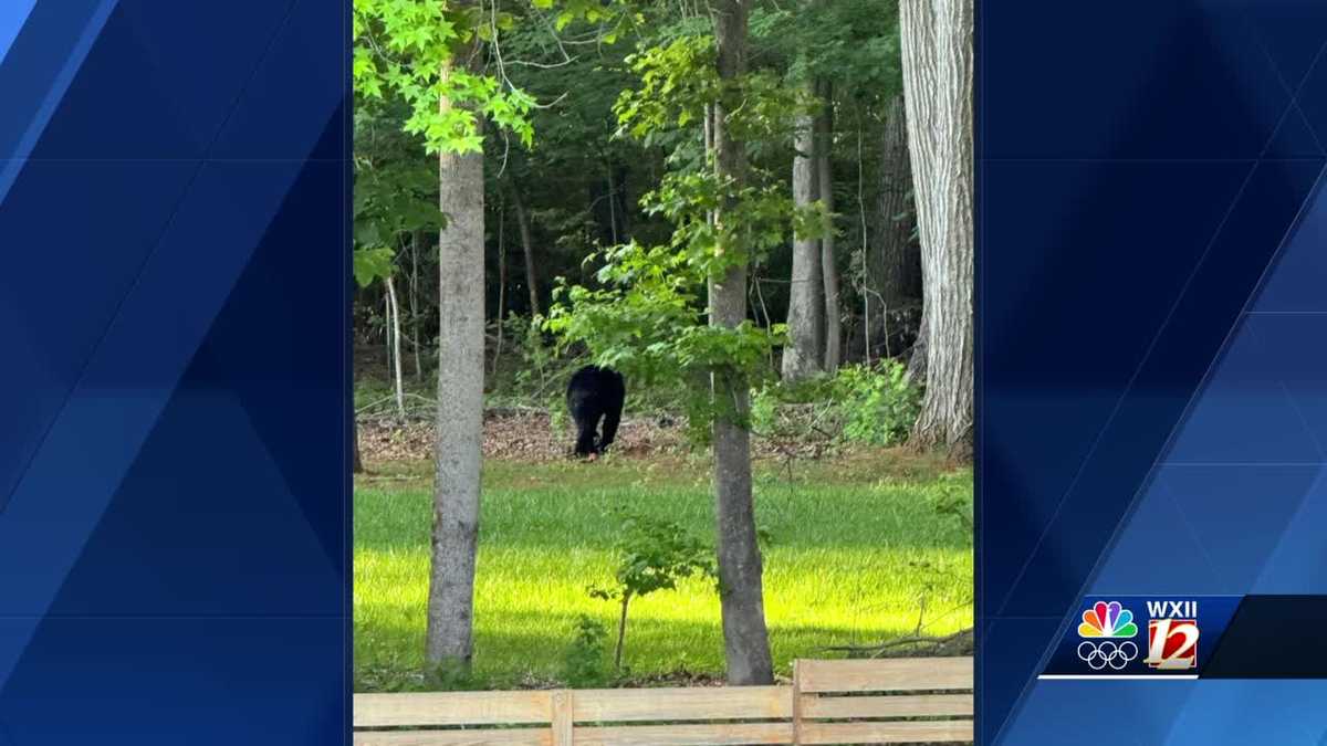 Mebane residents spot bear near South Third Street, NC Wildlife Commission says it's not unusual