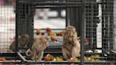 Thai town tackles marauding monkeys with plan to send them elsewhere