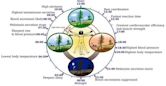 Circadian rhythm