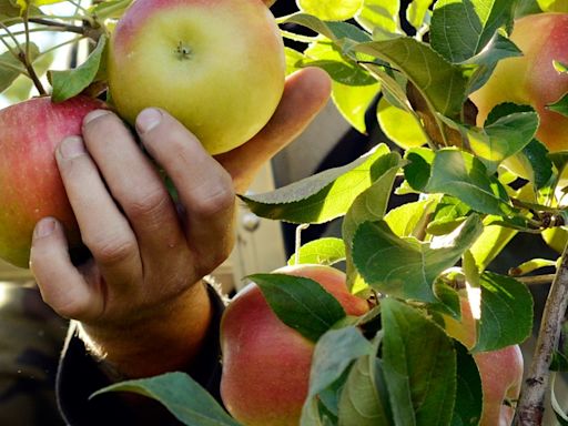 Apple picking in North Georgia 2024