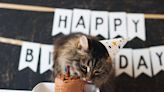 Cat's Over-the-Top Birthday Party Is Better Than Some Kids Get