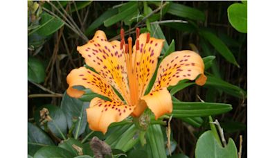 New Japanese lily species identified, first addition to sukashiyuri group in 110 years