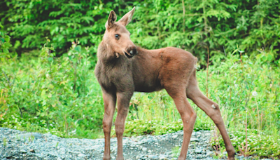 Men Work Quickly to Save Baby Moose From Lake and Mom Is So Grateful