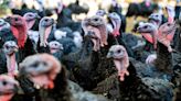 Turkey rustlers spoil Christmas spirit by stealing 70 live birds from Dorset farm