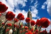 Canadian Tulip Festival