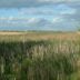 Marton Mere Local Nature Reserve