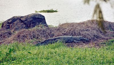 Mumbai: Crocodile spotted in Mithi River near BKC