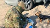 SBU arrests informant spying on Ukrainian military positions in Kharkiv, pretending to walk a dog