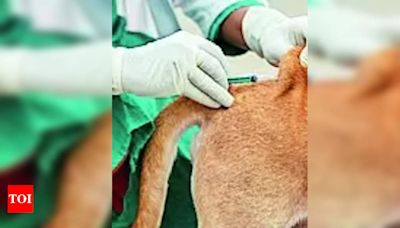 50% surge in animal bite cases in 2 months | Lucknow News - Times of India