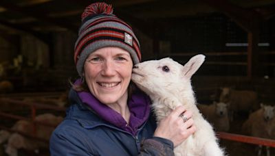 How this lambing season became the worst on record