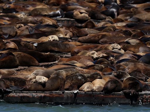 More Than 1,000 Sea Lions Gather at San Francisco's Pier 39, the Largest Group in 15 Years