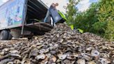 Millions of pounds of oyster shells are being recycled to help restore the Louisiana coast