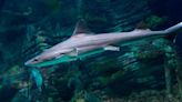 ¿Quién necesita machos? Hembras de tiburón en Italia crían solas: un fenómeno fascinante