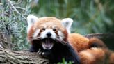 Endangered Rare Red Panda Shows Off Her Adorable New Baby