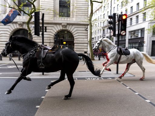 'Ongoing stress' and 'overwhelming' London may be to blame for bolting horses