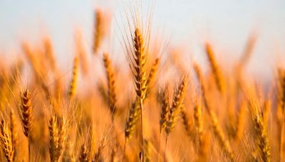 Buenas noticias para el trigo: mejoran las perspectivas de lluvias para octubre y noviembre pese a “La Niña”
