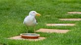 Inside if it is illegal to feed seagulls in your garden