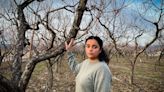 Okanagan farmers fear for future after BC Tree Fruit closure