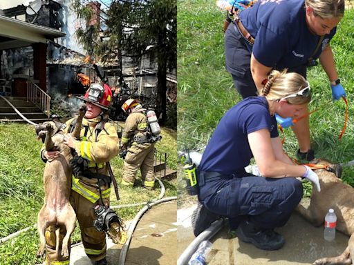 Firefighters rescue dog after fire damages multiple houses