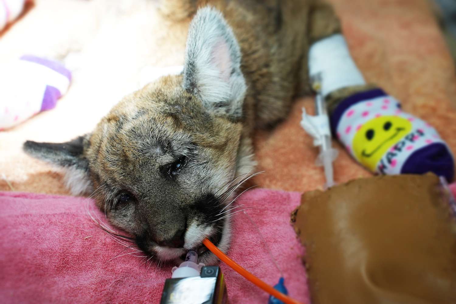Mountain Lion Cub Hit by Vehicle Released Back into the Wild After 2 Surgeries