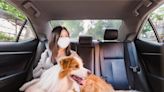 歡慶 411 國際寵物日，Uber App「毛孩優步」享乘車優惠 寵物商品隨點即送