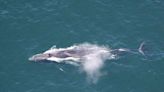 全球第二大動物恐遭殃！日本擬擴大捕鯨範圍 長鬚鯨納入引爭議