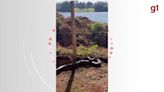 Filhote de cobra sucuri com cerca de 3 metros é flagrado em 'passeio' próximo a represa; VÍDEO