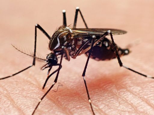 Miami-Dade reporta la mayoría de casos de dengue en EEUU, según los CDC
