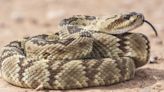 East Bay officials release rattlesnake advisory as more sightings by hikers are being reported