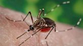 Así se produce el avance del Aedes aegypti en Argentina: su relación con el aumento de casos de dengue