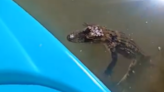 Another alligator sighting reported on Kiski River near Pittsburgh