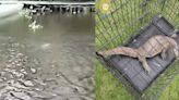 El extraño reptil que causó pánico en los canales de Xochimilco y no era un cocodrilo