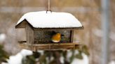 9 Ways to Keep Backyard Birds Healthy and Well Fed This Winter