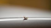Got an earwig problem? Here's what to know about the bugs and how to get rid of them