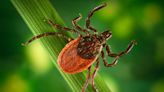 Don't let this be the summer you get Lyme disease: Take Care from Keystone Health