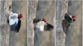 Watch woodpecker evict starling that stole its nest by yanking it out with its beak