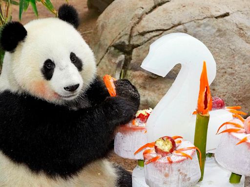 2 giant pandas from China to arrive at San Diego Zoo under conservation partnership