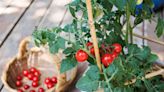 8 Types of Tomatoes Longtime Gardeners Recommend Growing in Your Garden